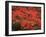 Hawaiian Flora: Royal Poinciana or Flamboyant Flower-Eliot Elisofon-Framed Photographic Print