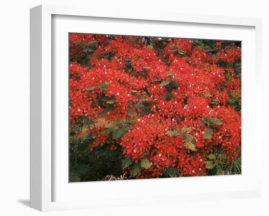 Hawaiian Flora: Royal Poinciana or Flamboyant Flower-Eliot Elisofon-Framed Photographic Print