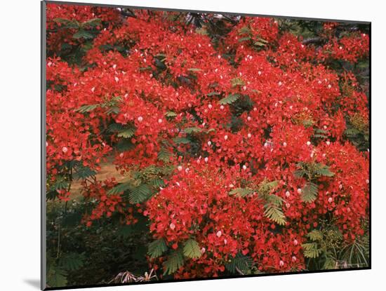 Hawaiian Flora: Royal Poinciana or Flamboyant Flower-Eliot Elisofon-Mounted Photographic Print