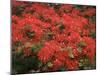 Hawaiian Flora: Royal Poinciana or Flamboyant Flower-Eliot Elisofon-Mounted Photographic Print