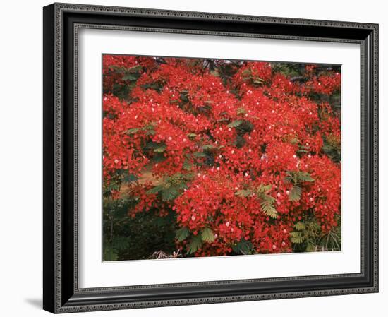 Hawaiian Flora: Royal Poinciana or Flamboyant Flower-Eliot Elisofon-Framed Photographic Print