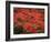 Hawaiian Flora: Royal Poinciana or Flamboyant Flower-Eliot Elisofon-Framed Photographic Print