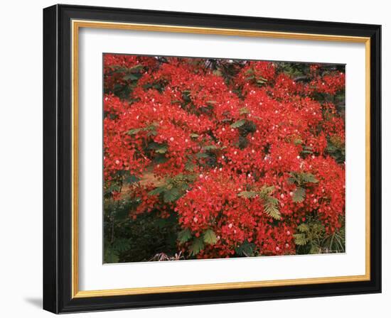 Hawaiian Flora: Royal Poinciana or Flamboyant Flower-Eliot Elisofon-Framed Photographic Print