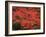 Hawaiian Flora: Royal Poinciana or Flamboyant Flower-Eliot Elisofon-Framed Photographic Print