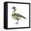 Hawaiian Goose (Branta Sandvicensis), Nene, Birds-Encyclopaedia Britannica-Framed Stretched Canvas