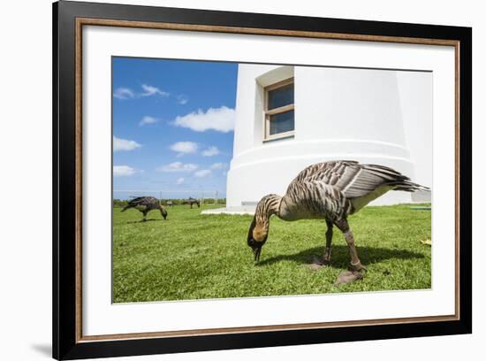 Hawaiian Goose (Nene) (Branta Sandvicensis)-Michael DeFreitas-Framed Photographic Print