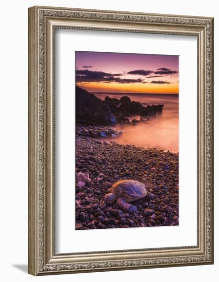 Hawaiian Green Sea Turtle on a Lava Beach at Sunset, Kohala Coast, the Big Island, Hawaii-Russ Bishop-Framed Photographic Print