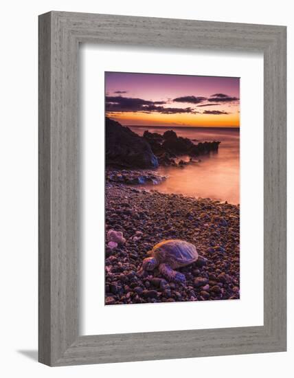 Hawaiian Green Sea Turtle on a Lava Beach at Sunset, Kohala Coast, the Big Island, Hawaii-Russ Bishop-Framed Photographic Print