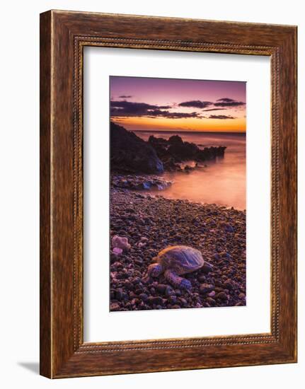 Hawaiian Green Sea Turtle on a Lava Beach at Sunset, Kohala Coast, the Big Island, Hawaii-Russ Bishop-Framed Photographic Print