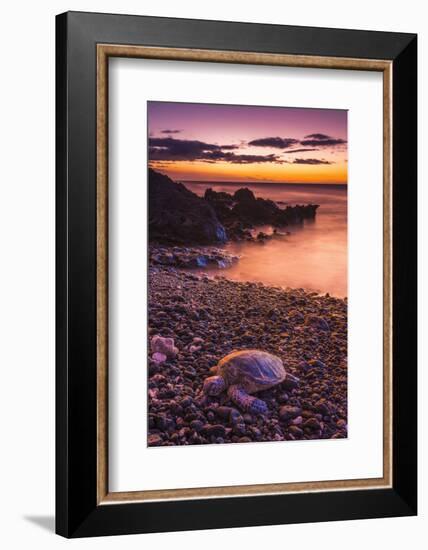 Hawaiian Green Sea Turtle on a Lava Beach at Sunset, Kohala Coast, the Big Island, Hawaii-Russ Bishop-Framed Photographic Print