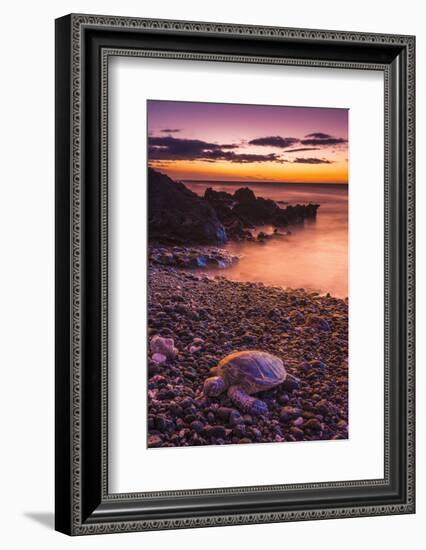 Hawaiian Green Sea Turtle on a Lava Beach at Sunset, Kohala Coast, the Big Island, Hawaii-Russ Bishop-Framed Photographic Print