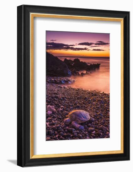 Hawaiian Green Sea Turtle on a Lava Beach at Sunset, Kohala Coast, the Big Island, Hawaii-Russ Bishop-Framed Photographic Print