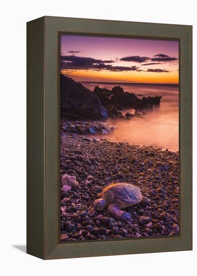 Hawaiian Green Sea Turtle on a Lava Beach at Sunset, Kohala Coast, the Big Island, Hawaii-Russ Bishop-Framed Premier Image Canvas