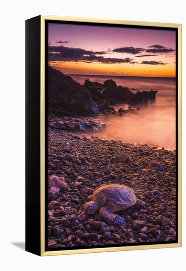 Hawaiian Green Sea Turtle on a Lava Beach at Sunset, Kohala Coast, the Big Island, Hawaii-Russ Bishop-Framed Premier Image Canvas