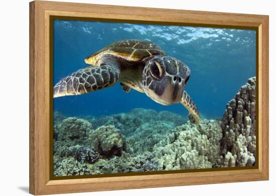 Hawaiian Green Sea Turtle-Swims with Fish-Framed Premier Image Canvas