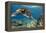 Hawaiian Green Sea Turtle-Swims with Fish-Framed Premier Image Canvas