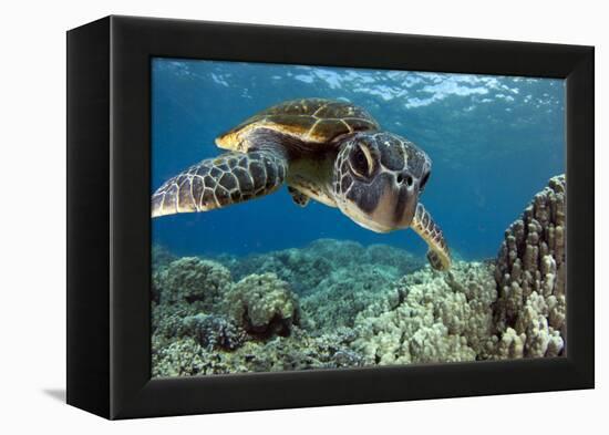 Hawaiian Green Sea Turtle-Swims with Fish-Framed Premier Image Canvas