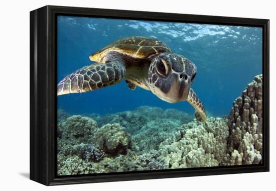 Hawaiian Green Sea Turtle-Swims with Fish-Framed Premier Image Canvas