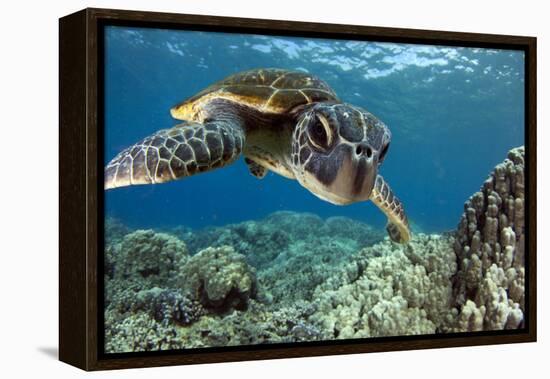 Hawaiian Green Sea Turtle-Swims with Fish-Framed Premier Image Canvas