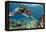 Hawaiian Green Sea Turtle-Swims with Fish-Framed Premier Image Canvas