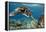 Hawaiian Green Sea Turtle-Swims with Fish-Framed Premier Image Canvas