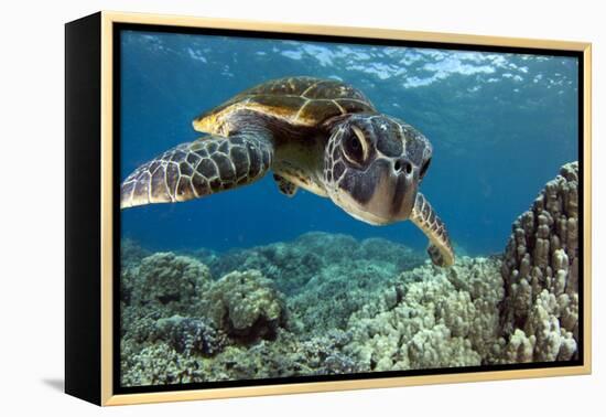 Hawaiian Green Sea Turtle-Swims with Fish-Framed Premier Image Canvas