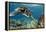 Hawaiian Green Sea Turtle-Swims with Fish-Framed Premier Image Canvas