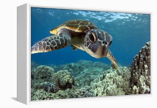 Hawaiian Green Sea Turtle-Swims with Fish-Framed Premier Image Canvas