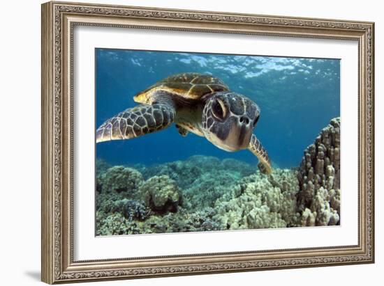 Hawaiian Green Sea Turtle-Swims with Fish-Framed Photographic Print