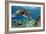 Hawaiian Green Sea Turtle-Swims with Fish-Framed Photographic Print