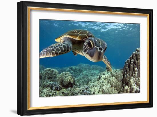 Hawaiian Green Sea Turtle-Swims with Fish-Framed Photographic Print