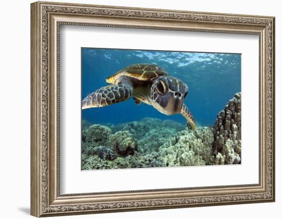 Hawaiian Green Sea Turtle-Swims with Fish-Framed Photographic Print