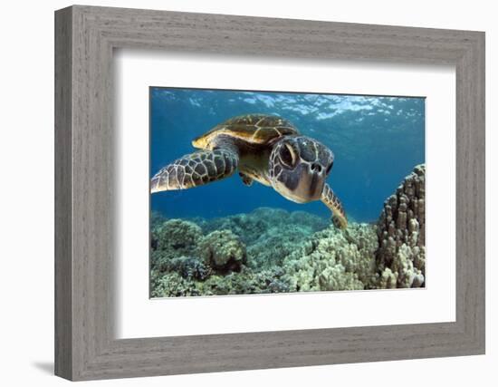 Hawaiian Green Sea Turtle-Swims with Fish-Framed Photographic Print