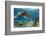 Hawaiian Green Sea Turtle-Swims with Fish-Framed Photographic Print