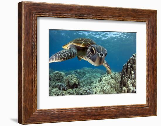 Hawaiian Green Sea Turtle-Swims with Fish-Framed Photographic Print