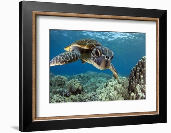 Hawaiian Green Sea Turtle-Swims with Fish-Framed Photographic Print