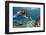 Hawaiian Green Sea Turtle-Swims with Fish-Framed Photographic Print