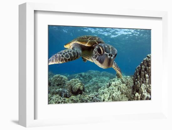 Hawaiian Green Sea Turtle-Swims with Fish-Framed Photographic Print