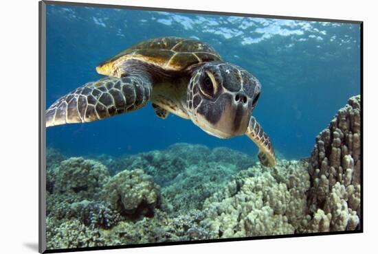 Hawaiian Green Sea Turtle-Swims with Fish-Mounted Photographic Print