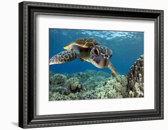 Hawaiian Green Sea Turtle-Swims with Fish-Framed Photographic Print