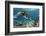 Hawaiian Green Sea Turtle-Swims with Fish-Framed Photographic Print