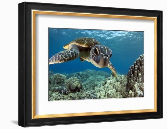Hawaiian Green Sea Turtle-Swims with Fish-Framed Photographic Print