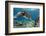 Hawaiian Green Sea Turtle-Swims with Fish-Framed Photographic Print