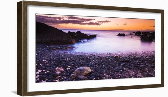 Hawaiian Green Sea Turtles on a Lava Beach at Sunset, Kohala Coast, the Big Island, Hawaii-Russ Bishop-Framed Photographic Print