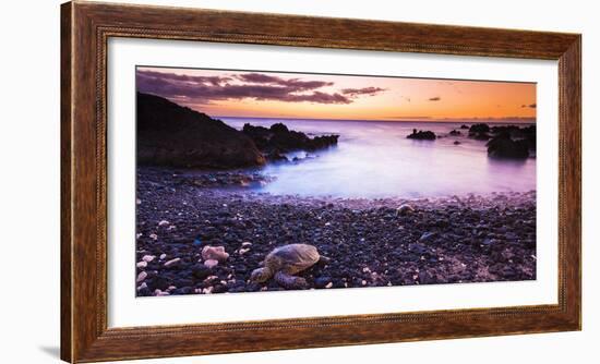 Hawaiian Green Sea Turtles on a Lava Beach at Sunset, Kohala Coast, the Big Island, Hawaii-Russ Bishop-Framed Photographic Print