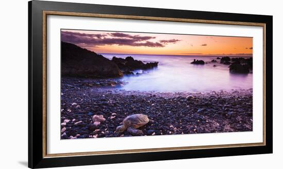 Hawaiian Green Sea Turtles on a Lava Beach at Sunset, Kohala Coast, the Big Island, Hawaii-Russ Bishop-Framed Photographic Print