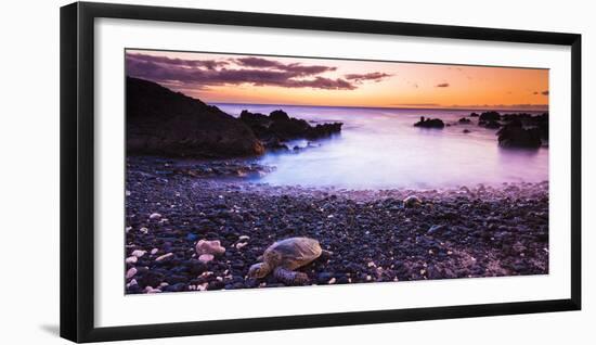 Hawaiian Green Sea Turtles on a Lava Beach at Sunset, Kohala Coast, the Big Island, Hawaii-Russ Bishop-Framed Photographic Print