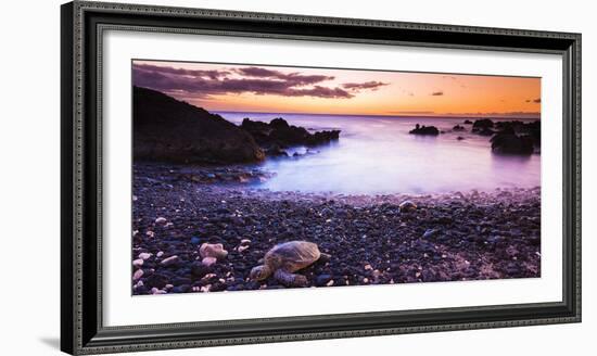 Hawaiian Green Sea Turtles on a Lava Beach at Sunset, Kohala Coast, the Big Island, Hawaii-Russ Bishop-Framed Photographic Print