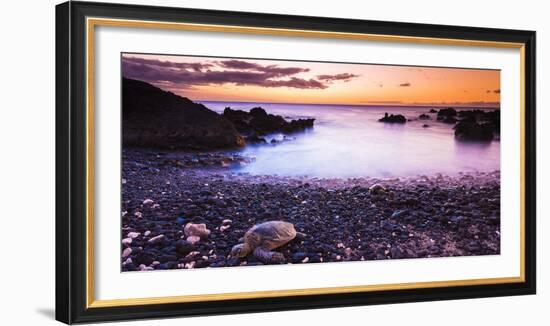 Hawaiian Green Sea Turtles on a Lava Beach at Sunset, Kohala Coast, the Big Island, Hawaii-Russ Bishop-Framed Photographic Print