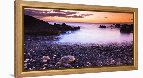 Hawaiian Green Sea Turtles on a Lava Beach at Sunset, Kohala Coast, the Big Island, Hawaii-Russ Bishop-Framed Premier Image Canvas